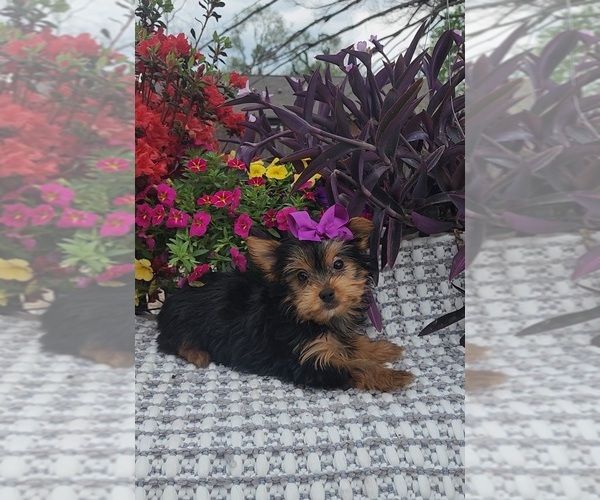 Medium Photo #2 Yorkshire Terrier Puppy For Sale in INDIANAPOLIS, IN, USA