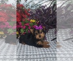 Small #1 Yorkshire Terrier