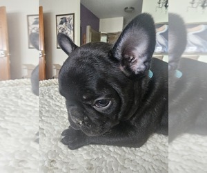 French Bulldog Puppy for sale in ATHENS, AL, USA