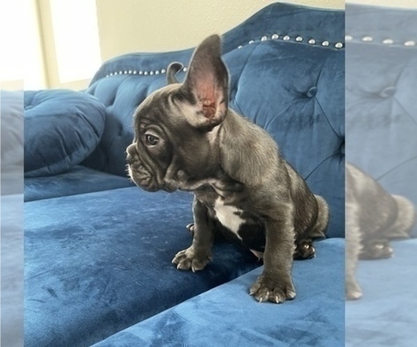 Medium Photo #6 French Bulldog Puppy For Sale in INDIANAPOLIS, IN, USA