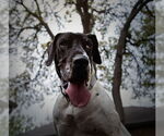 Small #5 Great Dane