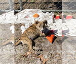 Small #5 Mountain Cur Mix