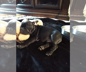 French Bulldog Puppy for sale in CHEYENNE, WY, USA