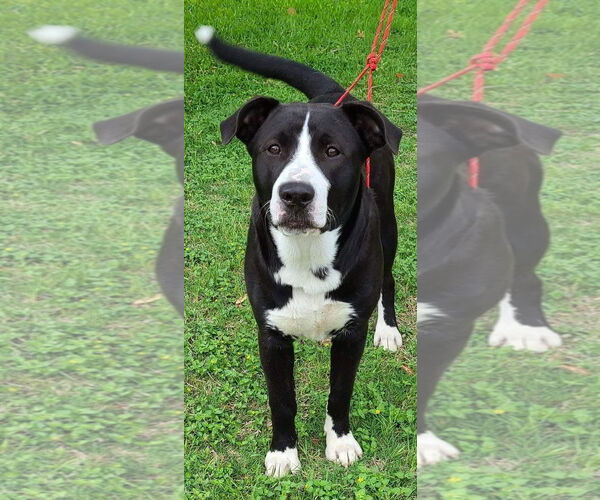 Medium Photo #2 Lab-Pointer Puppy For Sale in Pipe Creek, TX, USA