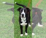 Small #1 Lab-Pointer