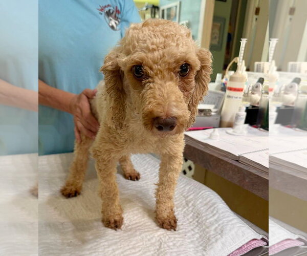 Medium Photo #1 Poodle (Miniature) Puppy For Sale in Benton, LA, USA
