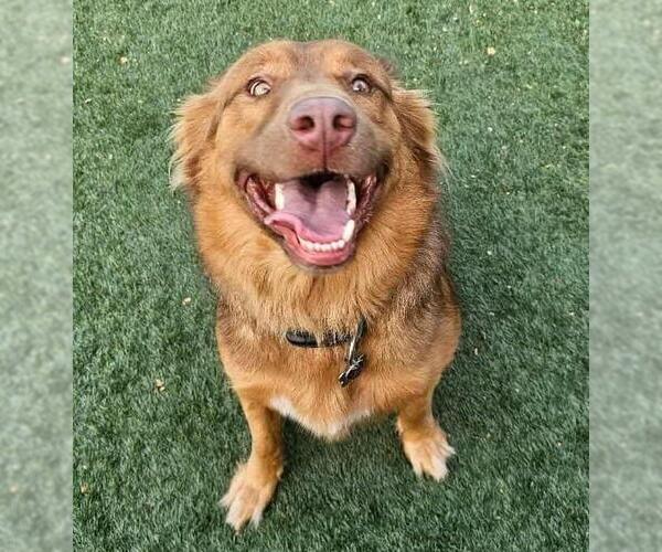 Medium Photo #7 Retriever -Unknown Mix Puppy For Sale in Rockwall, TX, USA