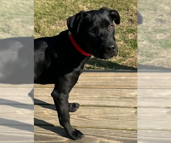 Medium Photo #2 - Mix Puppy For Sale in Scottsboro, AL, USA