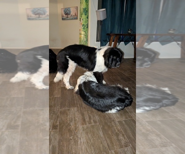 Medium Photo #5 Newfoundland Puppy For Sale in LAS VEGAS, NV, USA