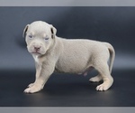 Small #1 American Bully