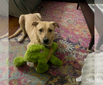 Small #15 Mutt