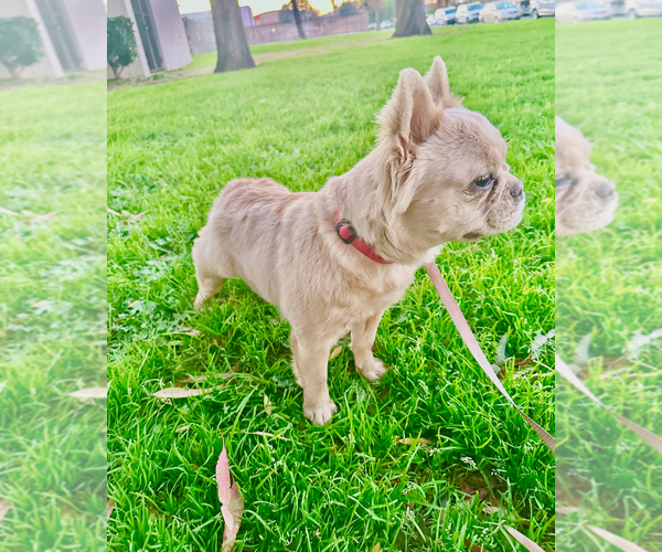 Medium Photo #4 French Bulldog Puppy For Sale in UNIVERSAL CITY, CA, USA