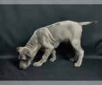 Small Photo #11 Thai Ridgeback Puppy For Sale in MANHATTAN, NY, USA