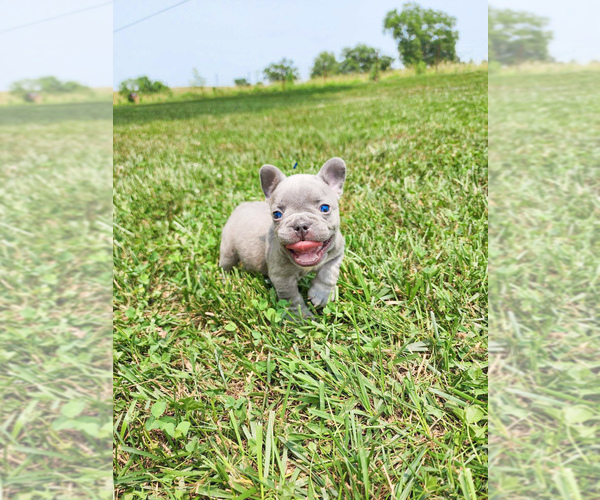 Medium Photo #2 French Bulldog Puppy For Sale in GRANDVIEW, MO, USA