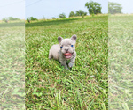 Small Photo #2 French Bulldog Puppy For Sale in GRANDVIEW, MO, USA