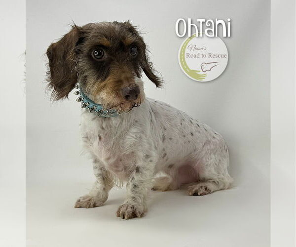 Medium Photo #2 Dachshund-Unknown Mix Puppy For Sale in Benton, LA, USA