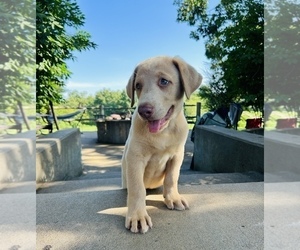Labrador Retriever Puppy for sale in LEASBURG, MO, USA