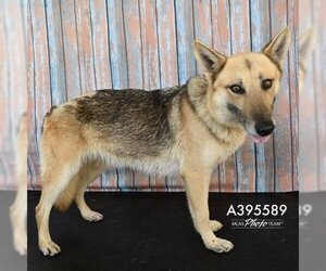 German Shepherd Dog Dogs for adoption in Conroe, TX, USA