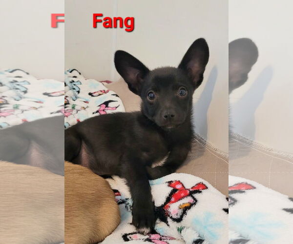 Medium Photo #4 Australian Shepherd-Rat Terrier Mix Puppy For Sale in Des Moines, IA, USA