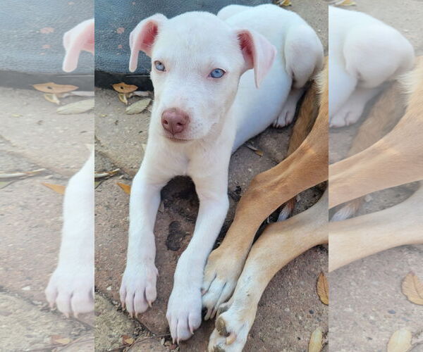Medium Photo #6 Sheprador Puppy For Sale in Spring, TX, USA