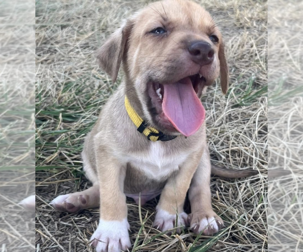 Medium Photo #3 Labrador Retriever-Unknown Mix Puppy For Sale in Holly Springs, NC, USA