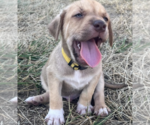Small #2 Labrador Retriever Mix