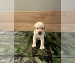 Small Photo #2 Labrador Retriever Puppy For Sale in CHINO HILLS, CA, USA