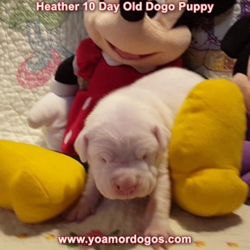 Medium Photo #32 Dogo Argentino Puppy For Sale in JANE, MO, USA