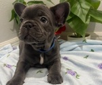 Small #5 French Bulldog