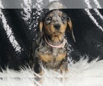 Small #4 Dachshund