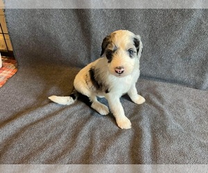 Sheepadoodle Puppy for sale in DANVILLE, AL, USA