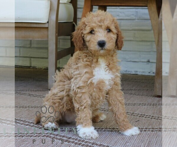 Medium Photo #4 Goldendoodle (Miniature) Puppy For Sale in NARVON, PA, USA