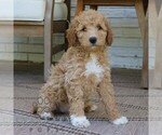 Small #3 Goldendoodle (Miniature)