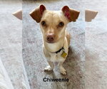 Small #2 Chiweenie