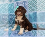 Small Photo #5 Aussiedoodle Puppy For Sale in PORT DEPOSIT, MD, USA