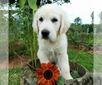 Small Photo #3 English Cream Golden Retriever Puppy For Sale in PROSPECT, VA, USA