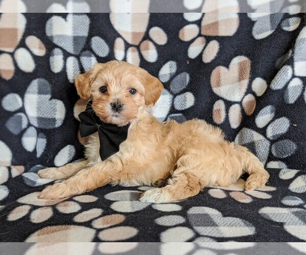 Medium Photo #4 Maltipoo Puppy For Sale in ATGLEN, PA, USA