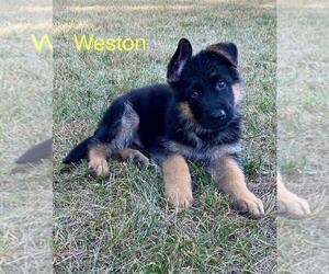 German Shepherd Dog Puppy for sale in SUMMIT POINT, WV, USA