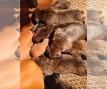 Puppy 7 Boxer