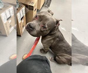 American Pit Bull Terrier Dogs for adoption in Corpus Christi, TX, USA