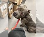 Small American Pit Bull Terrier