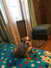 English Bulldogge Puppy for sale in BOSTON, MA, USA