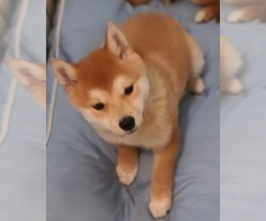 Shiba Inu Puppy for sale in POUGHKEEPSIE, NY, USA