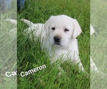 Puppy Cameron Labrador Retriever