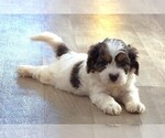 Small #4 Cavapoo