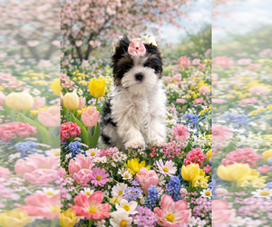 Biewer Terrier Puppy for sale in PLANO, TX, USA