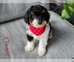Cavapoo-Poodle (Toy) Mix Puppy for sale in MILLERSBURG, OH, USA