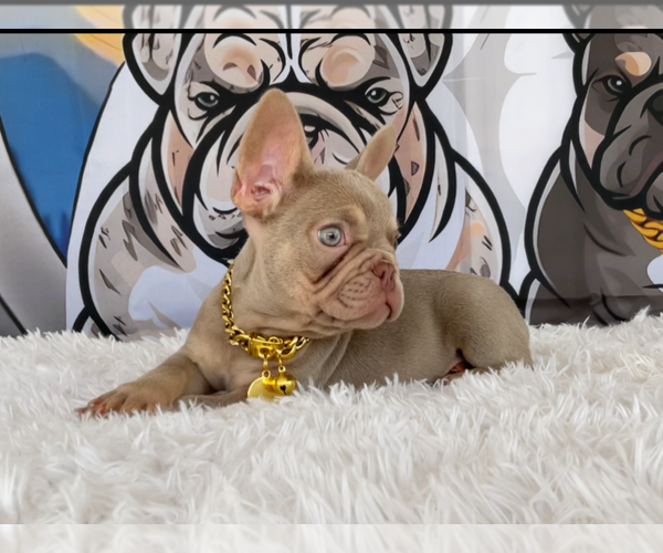 Medium Photo #3 French Bulldog Puppy For Sale in LEHIGH ACRES, FL, USA