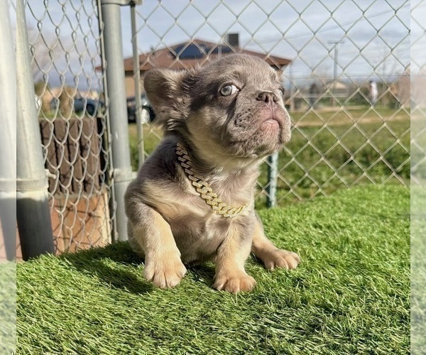 Medium Photo #11 French Bulldog Puppy For Sale in CHARLOTTE, NC, USA