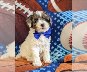 Maltipoo-Poodle (Miniature) Mix Puppy for sale in LINCOLN UNIV, PA, USA